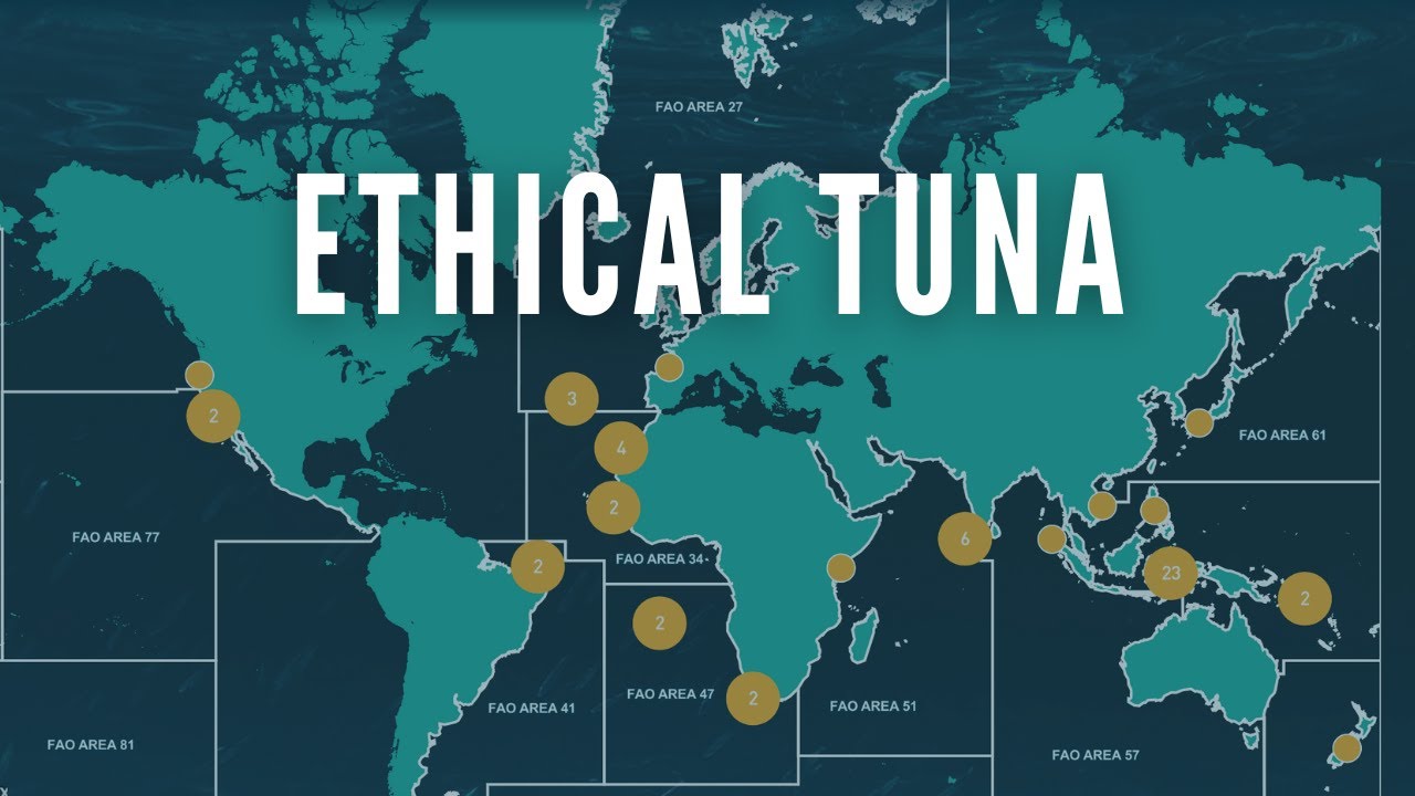 Tuna Lovers Beware: The Shocking Truth About Sustainable Fishing