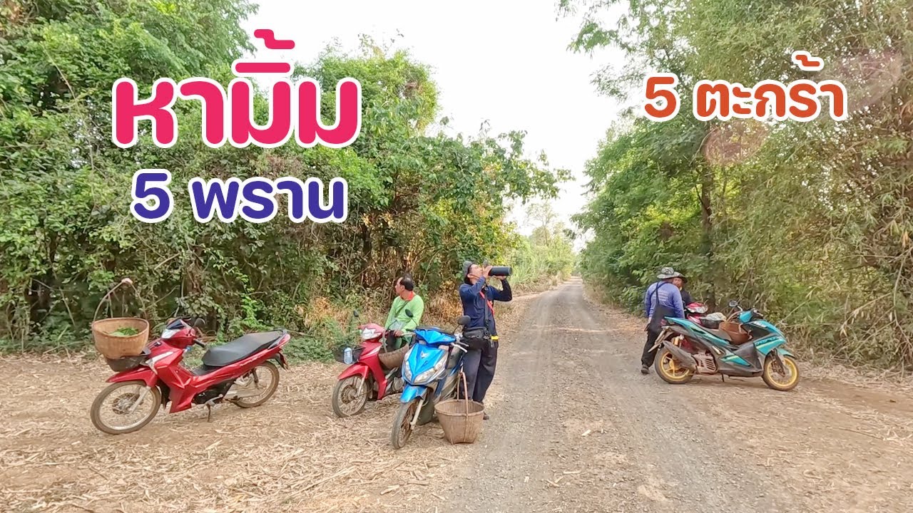 ผึ้งมิ้ม 5 ตระกร้าเกือบใส่ไม่หมด มีแต่น้ำหวานดีๆ ช่วยกันหากับทีมงาน 5 คน สนุกมากๆ
