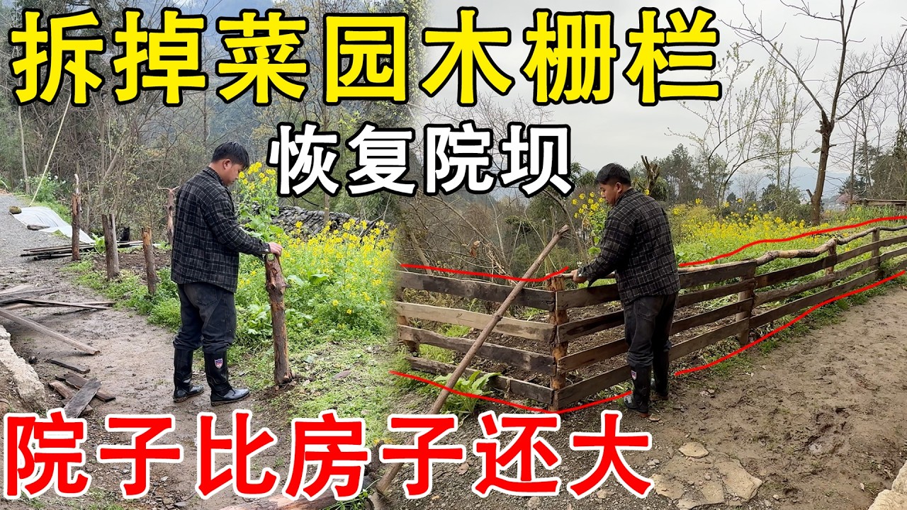 夫妻俩拆掉老房子菜园的围栏，把菜地变成院子  看起来面积比房子还大，真是捡到宝了