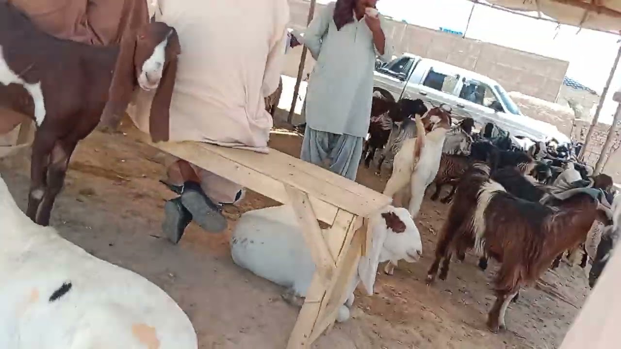 Quetta bakra mandi 2024 almo chok