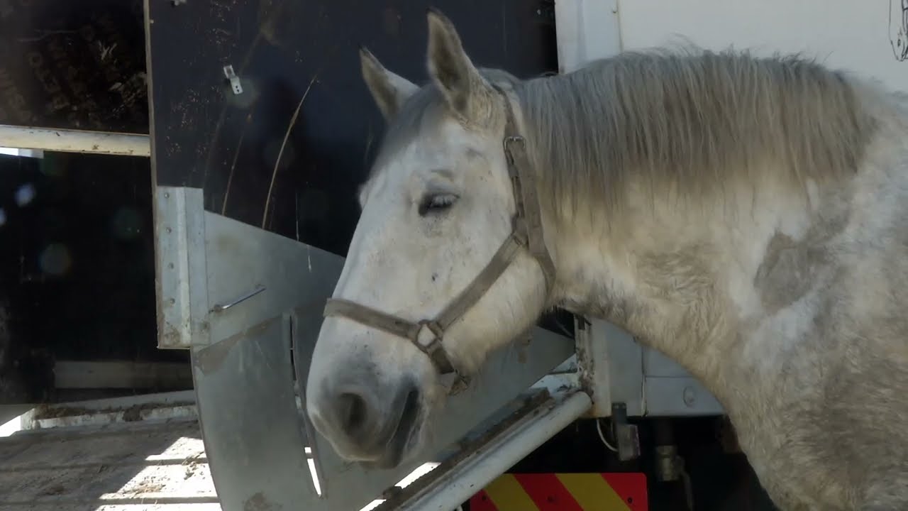 Cheval des Vignes