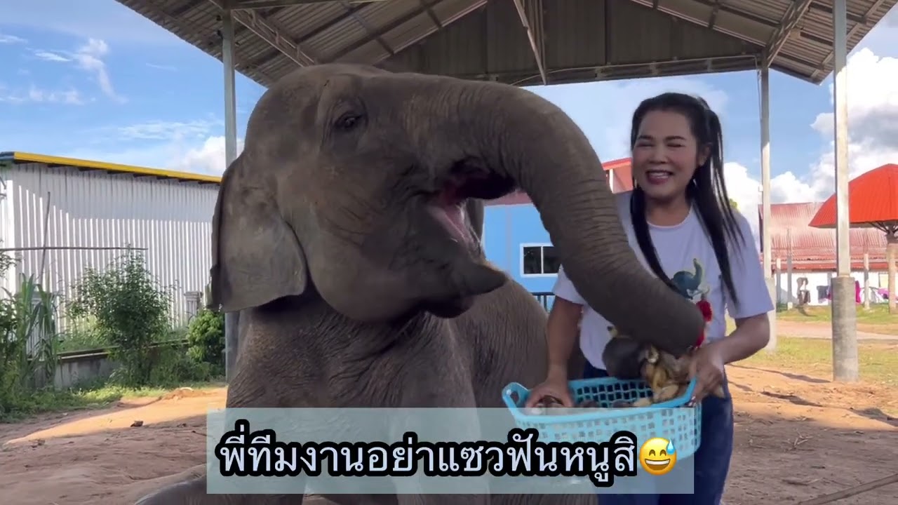พบกับความน่ารักของน้องเมตตาและแม่หญิงค่ะ🥰Meet the cuteness of Nong Metta and Mae Ying 🥰