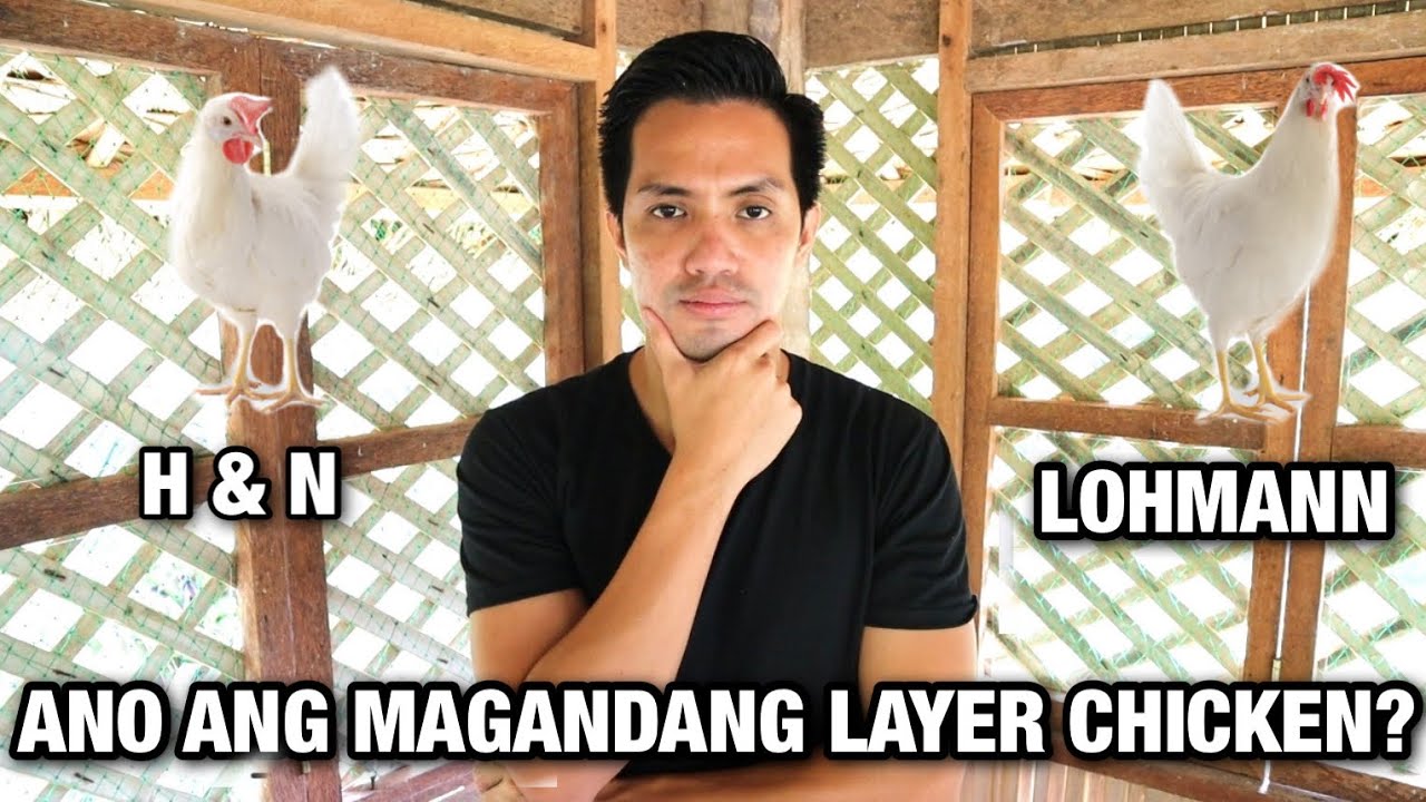 ANO ANG MAGANDANG BREED NG LAYER CHICKEN LOHMANN OR H&N? (Philippines) | Dwight Tamayo