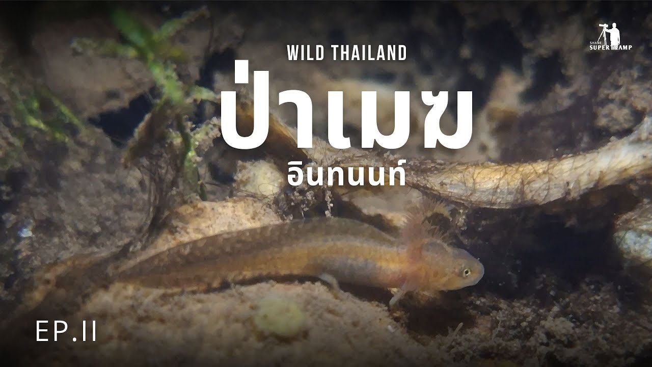 Wild Thailand | ป่าเมฆอินทนนท์ | EP . II
