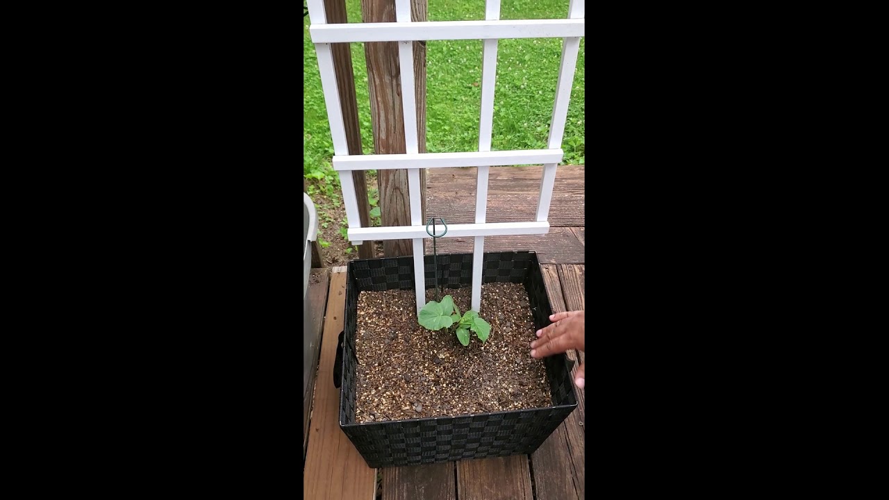 Grow Cucumbers in Storage Baskets