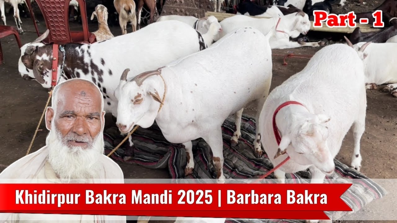 Khidirpur Bakra Mandi 2025 | Part - 1 | Laga Barbara Bakra Ka Mela |#bakridspecial #goatmarket #goat