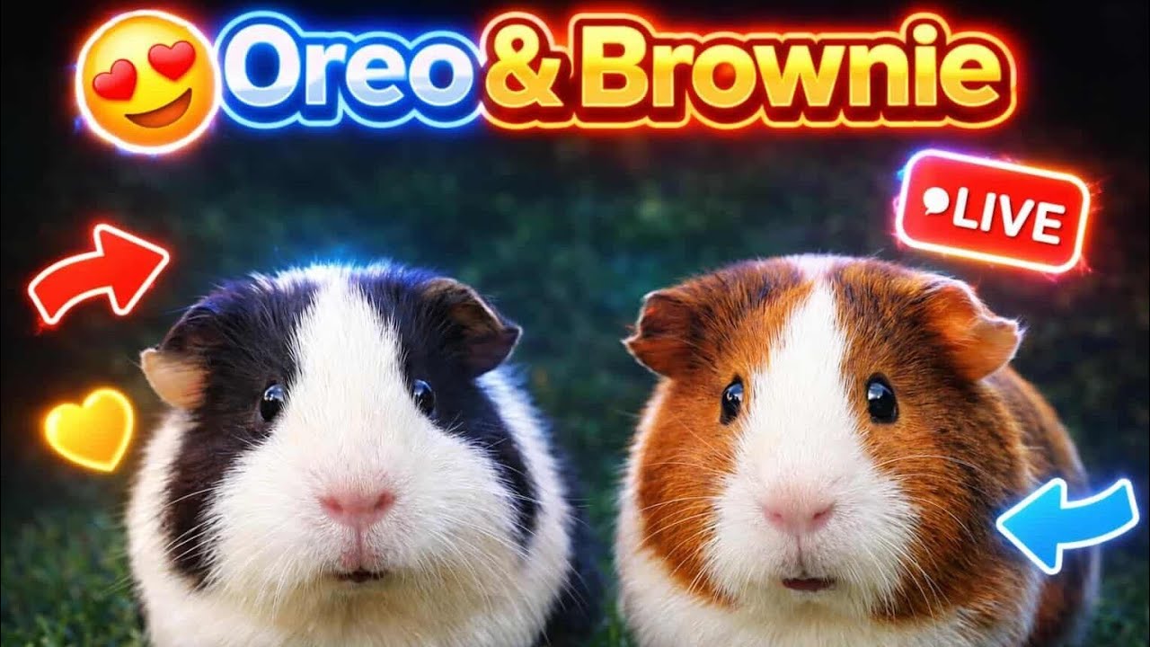 Oreo&brownie live eating fresh grass 🌱☘️ so cute & relaxing! 🥰😘😚