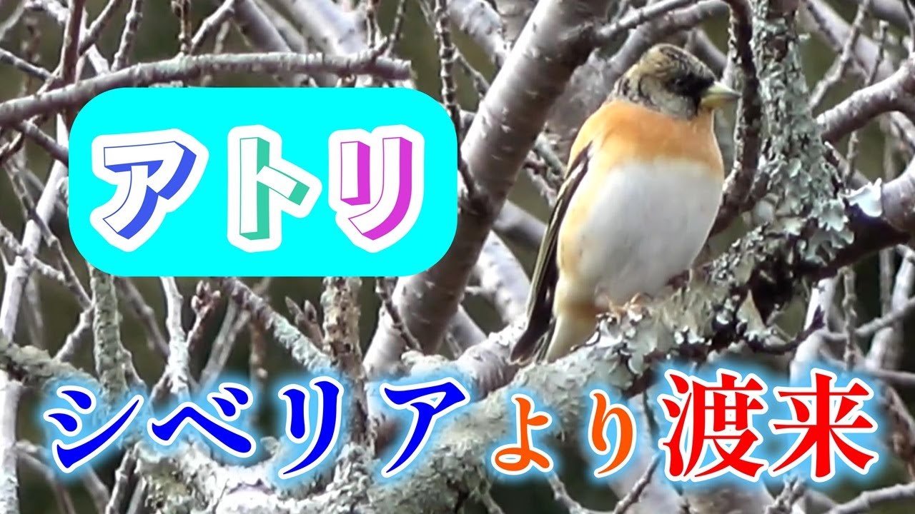アトリ　シベリアから渡来
