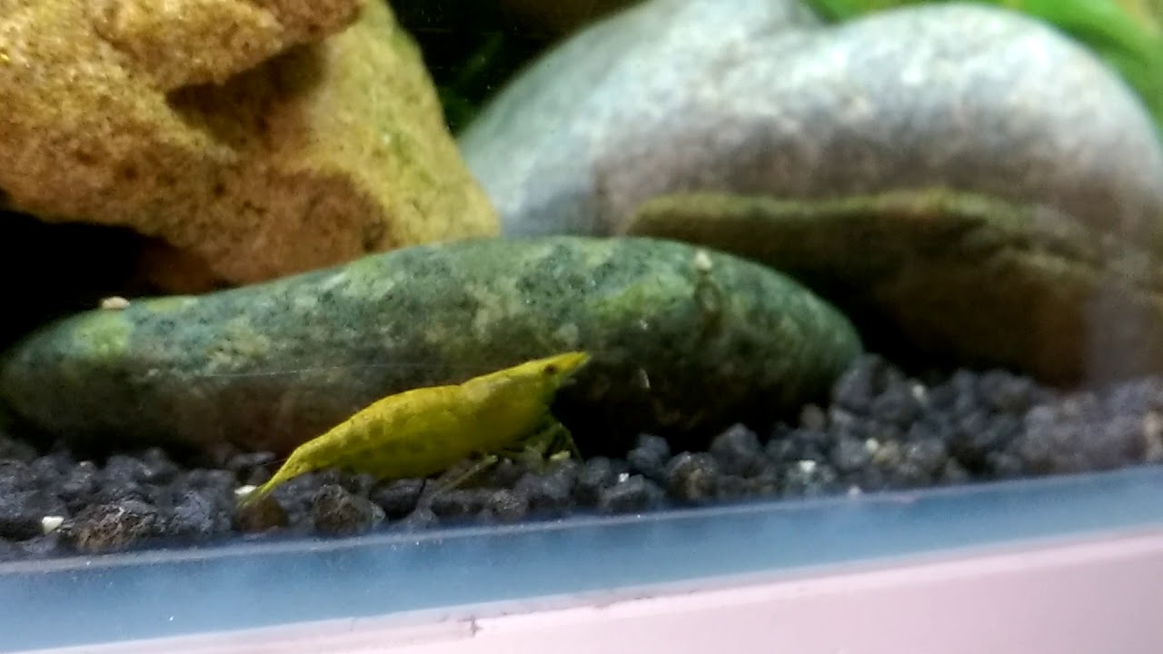 Kiraz karides ( Neocaridina davidi )