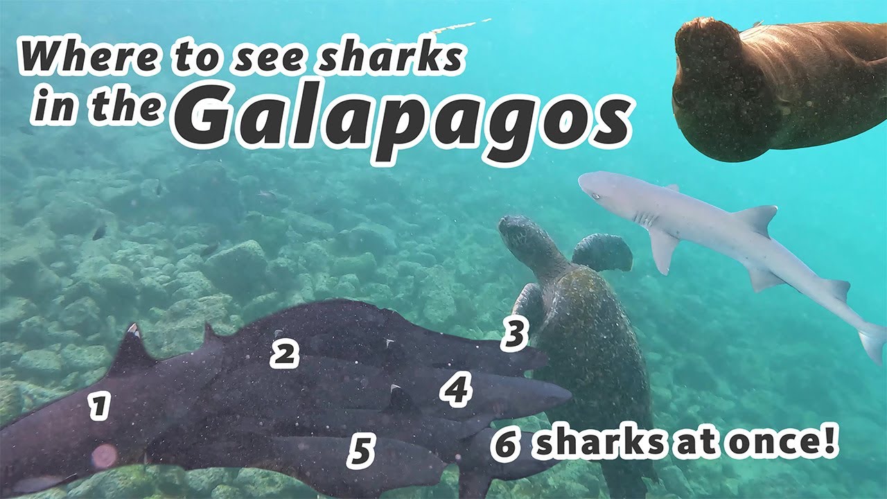 The best place to swim with Sea Lions and Sharks in the Galapagos!