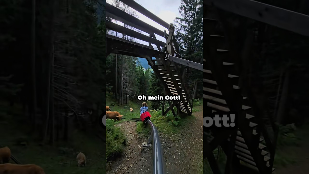 Wenn K&uuml;he im Weg stehen&hellip; 😳