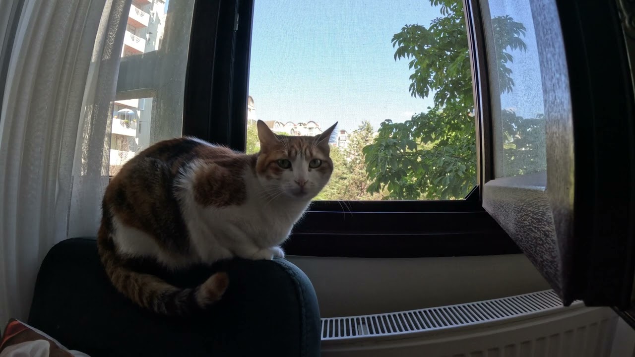 Security Cat Activated