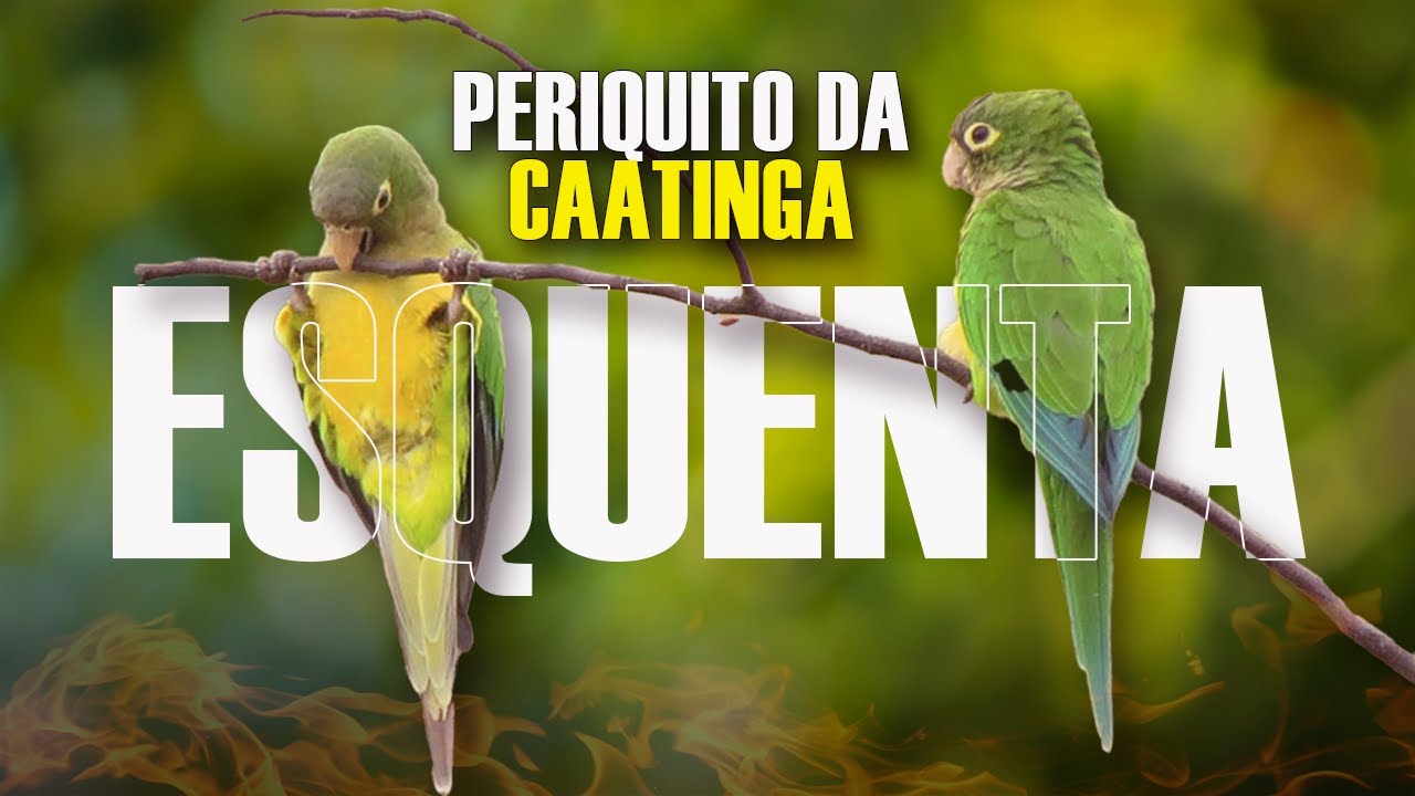 CANTO do PERIQUITO-DA-CAATINGA LINDO e REALISTA!