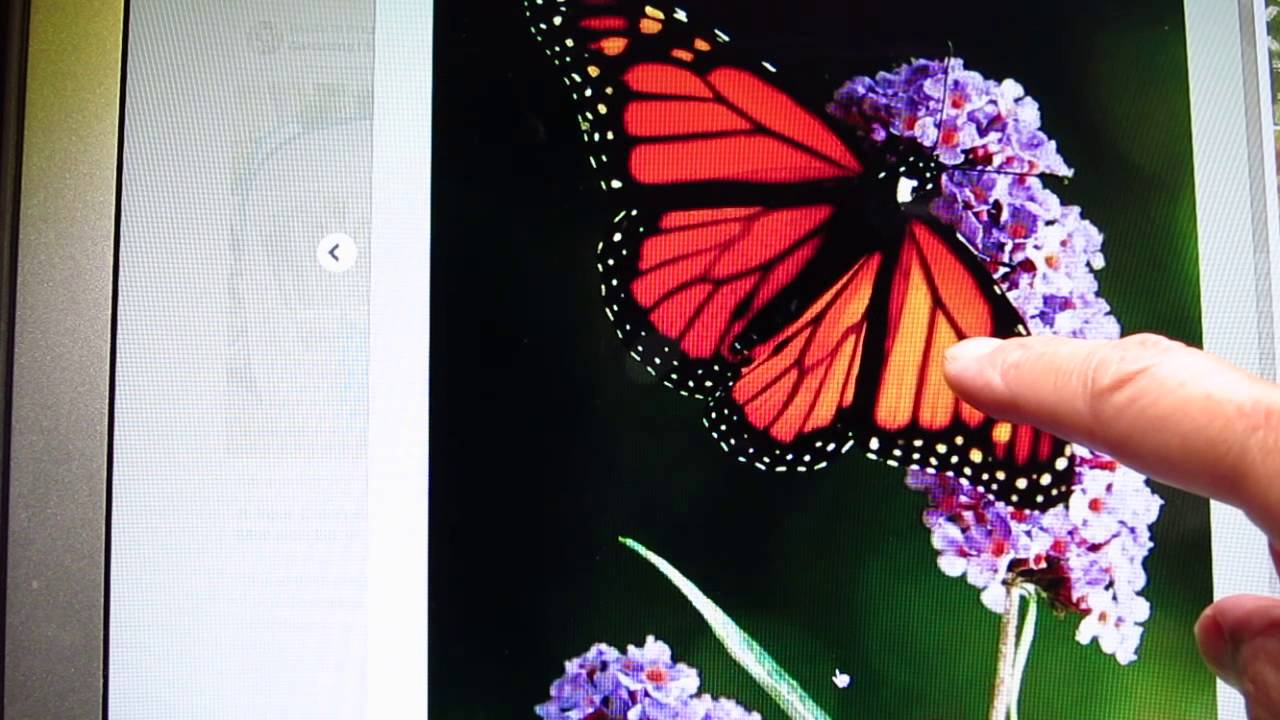 Night time story - Monarch butterfly