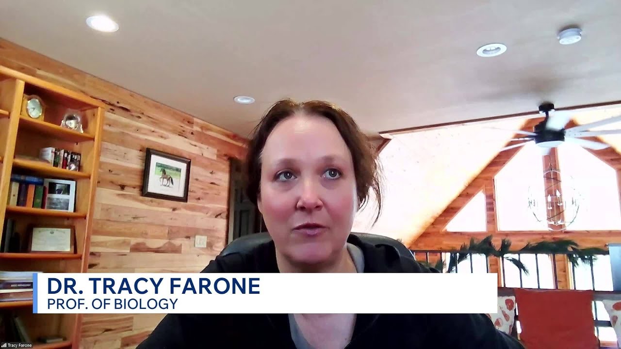 Expert analysis: How honey bees and native pollinators interact