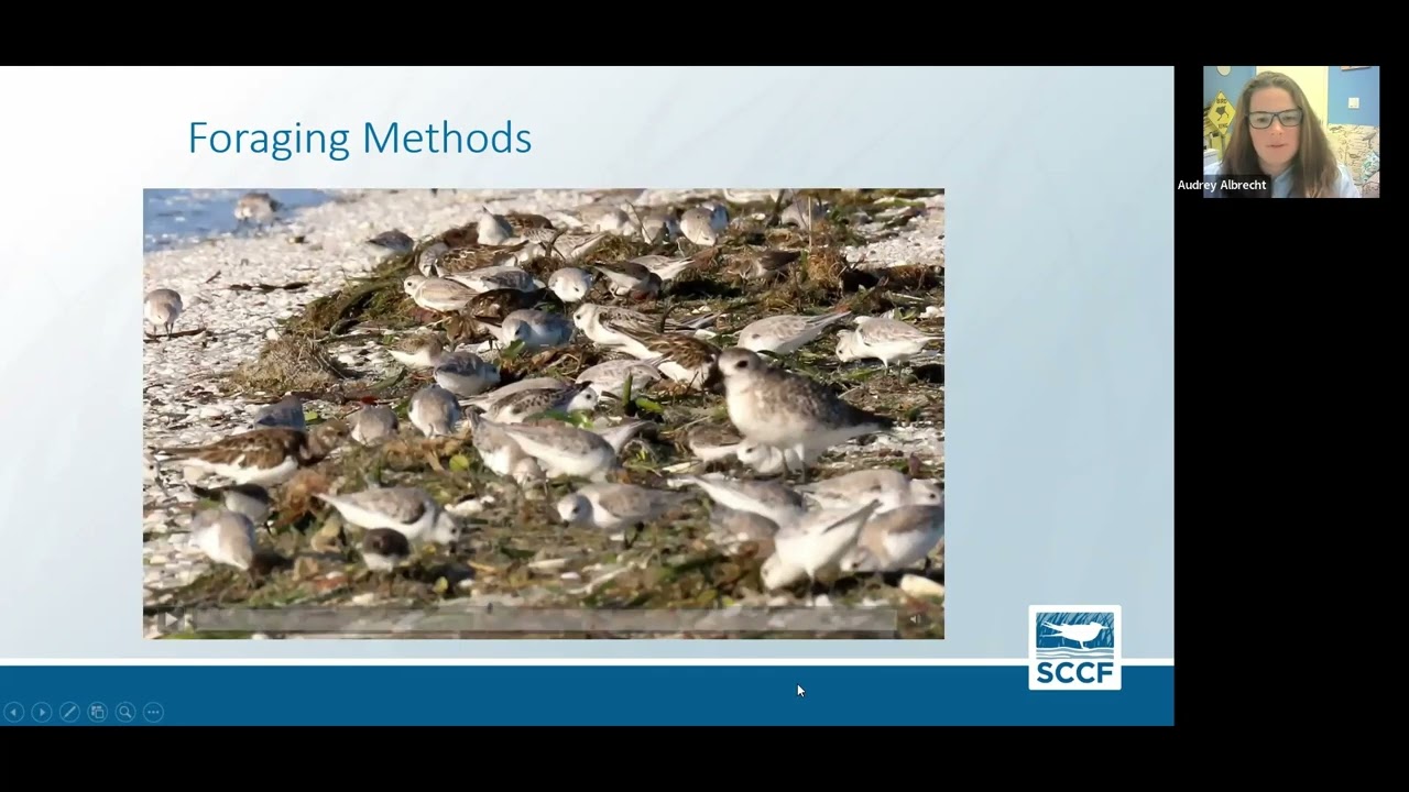 Shorebird Identification, Spring 2022
