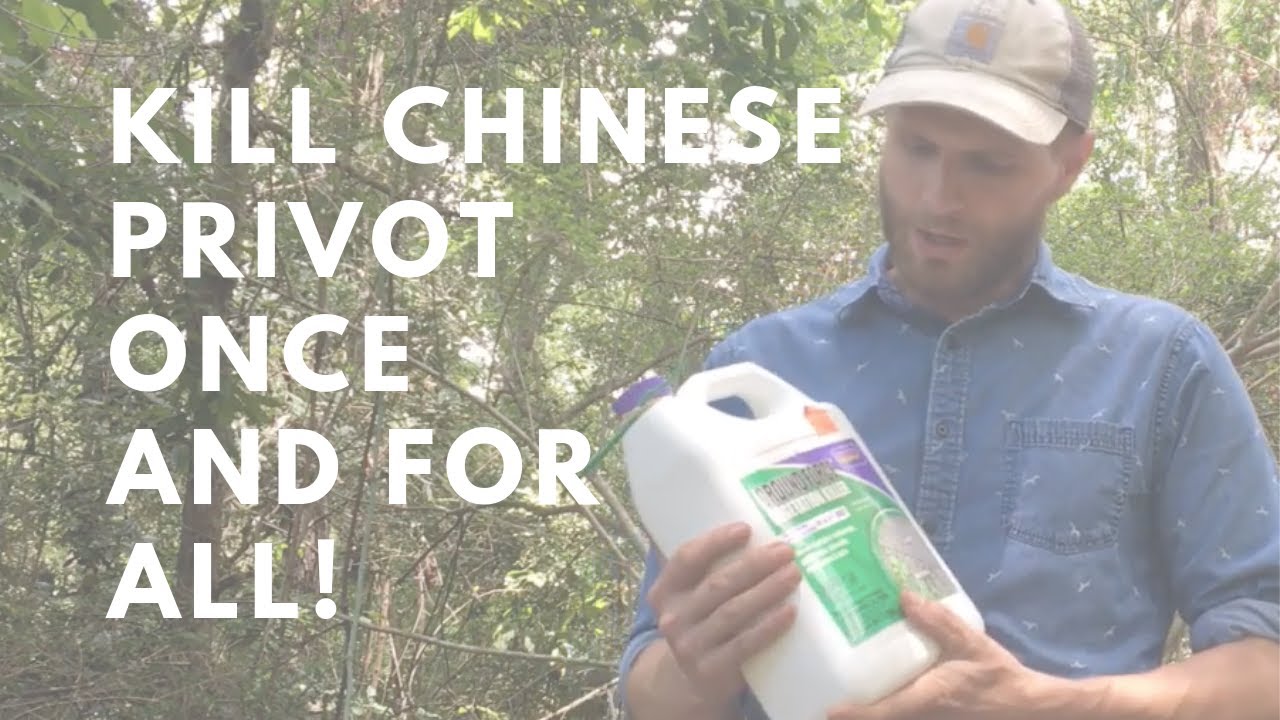 How to Kill Chinese Privot The Easy Way