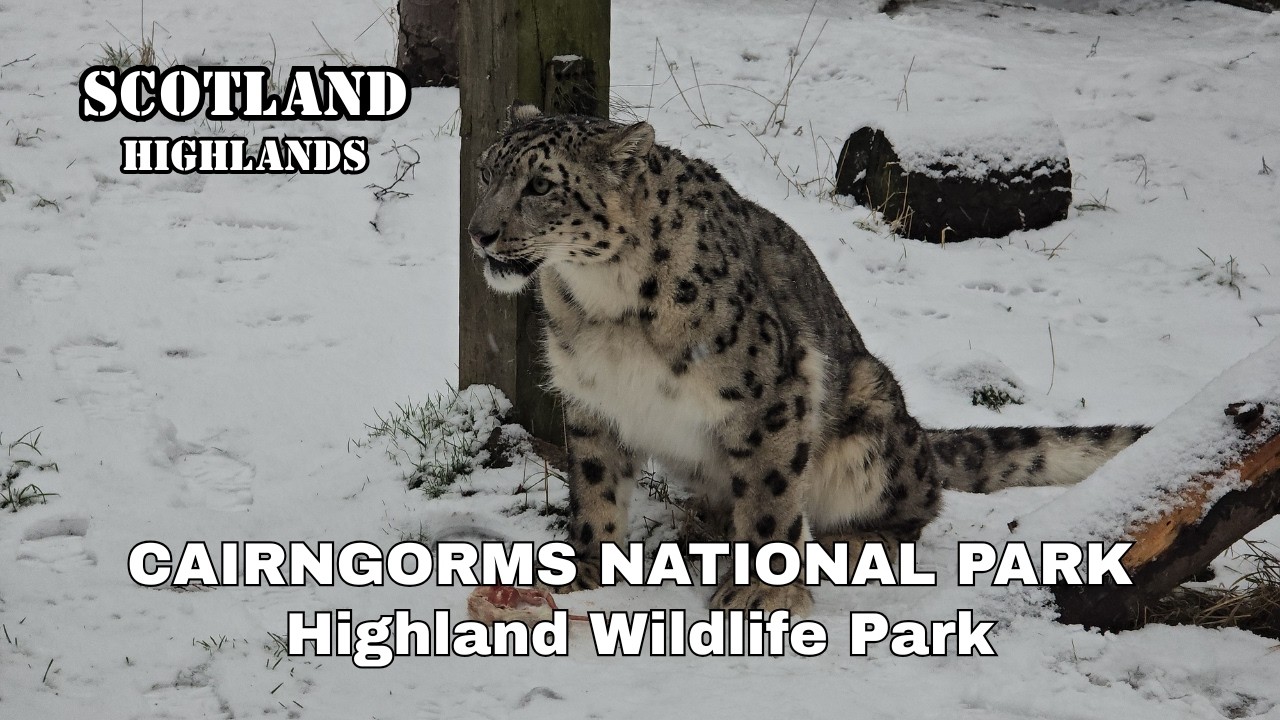 We visited Highland Wildlife Park in Snowstorm | Scotland