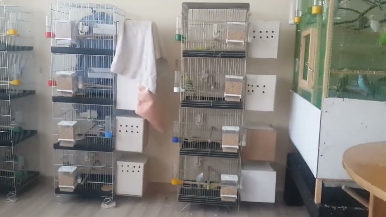 Muhabbet kuşu kış aylarında nasıl bakılmalı genel durum #birds #muhabbetkuşu #parrot 