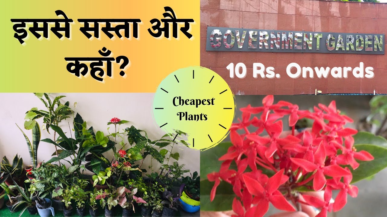 Rajkiya Udyan Visit + Plant Shopping || Cheapest Plant Nursery || Nursery Visit Vlog