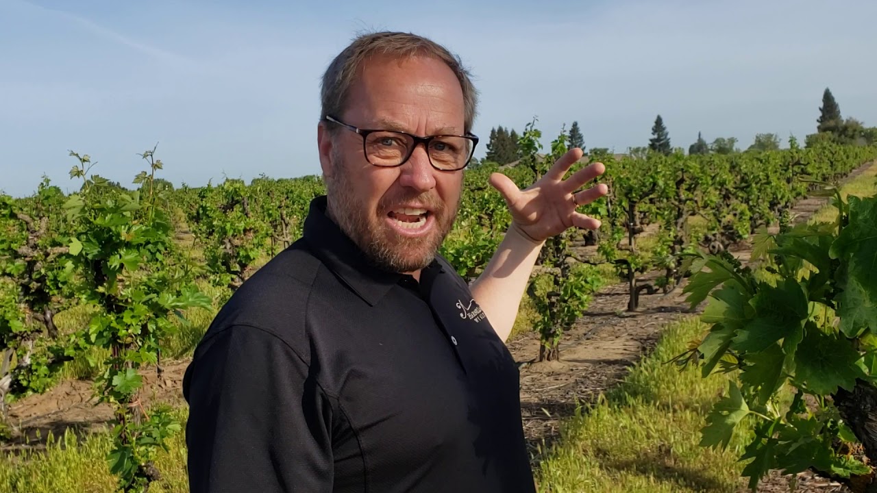 From the Vine looks at shoot thinning