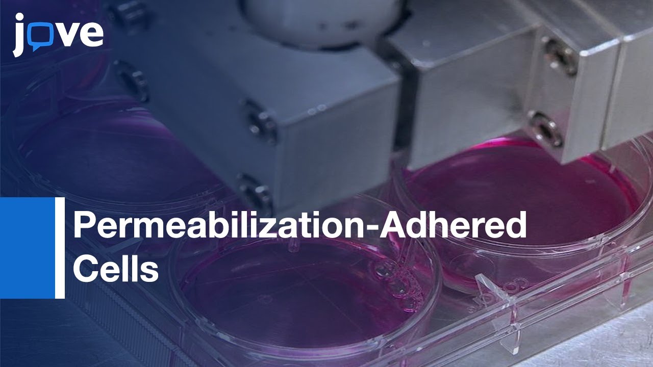 Permeabilization Of Adhered Cells Using Inert Gas Jet l Protocol Preview