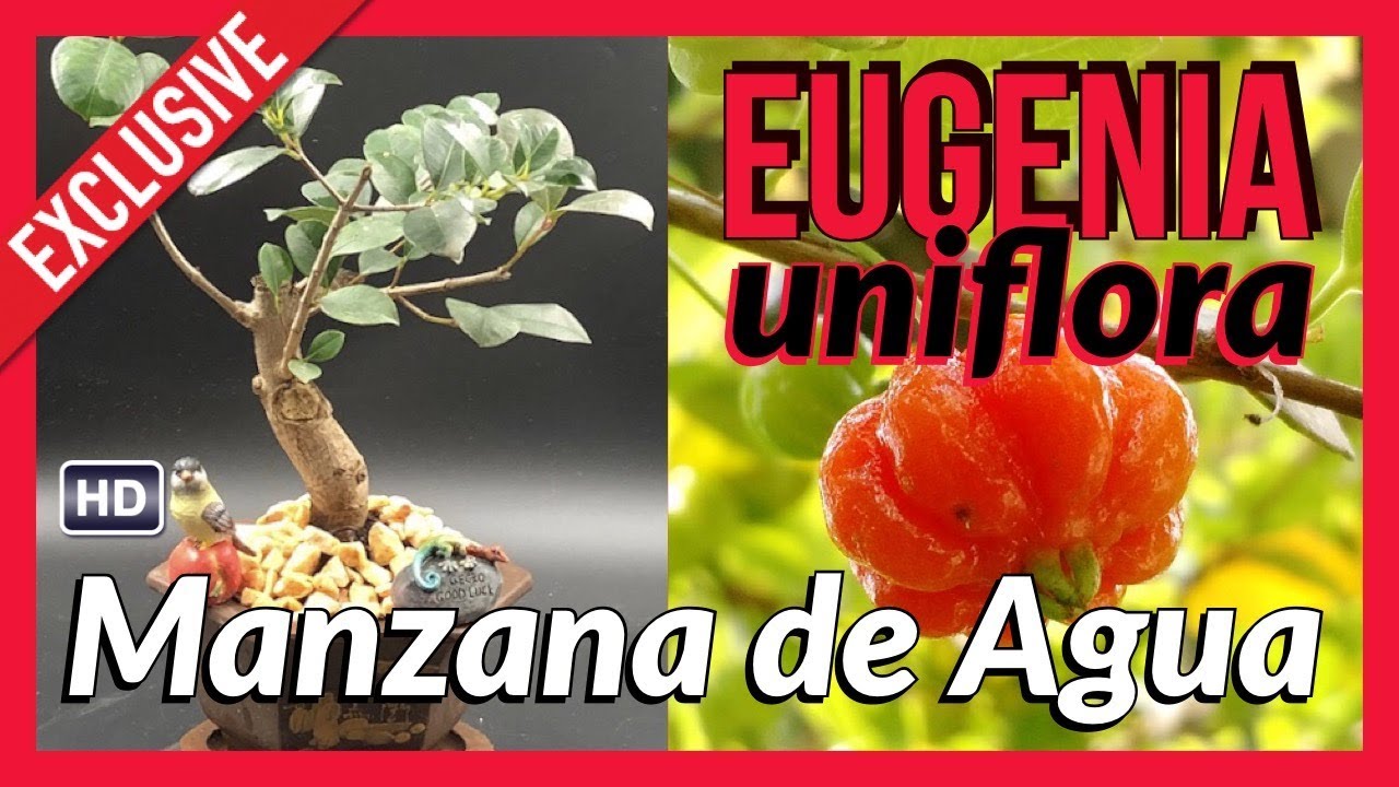 Bonsai Pitanga. Eugenia Uniflora.