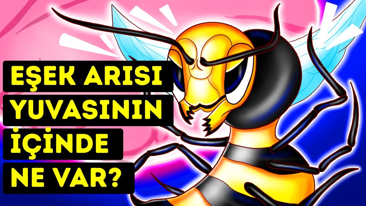 Bir Eşek Arısı Yuvasının İçine Girebilseydiniz Neler Görürdünüz?