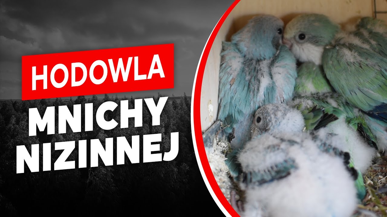 HODOWLA i ROZMNAŻANIE Mnichy Nizinnej | Ręczne karmienie | Mam kury ozdobne? || HODOWLANIMF.PL