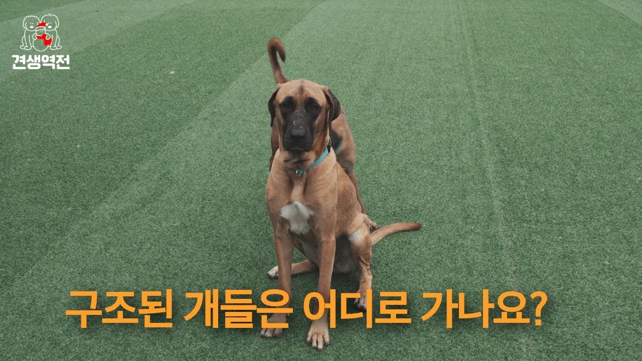 구조된 개들이 어디로 보내집니까?