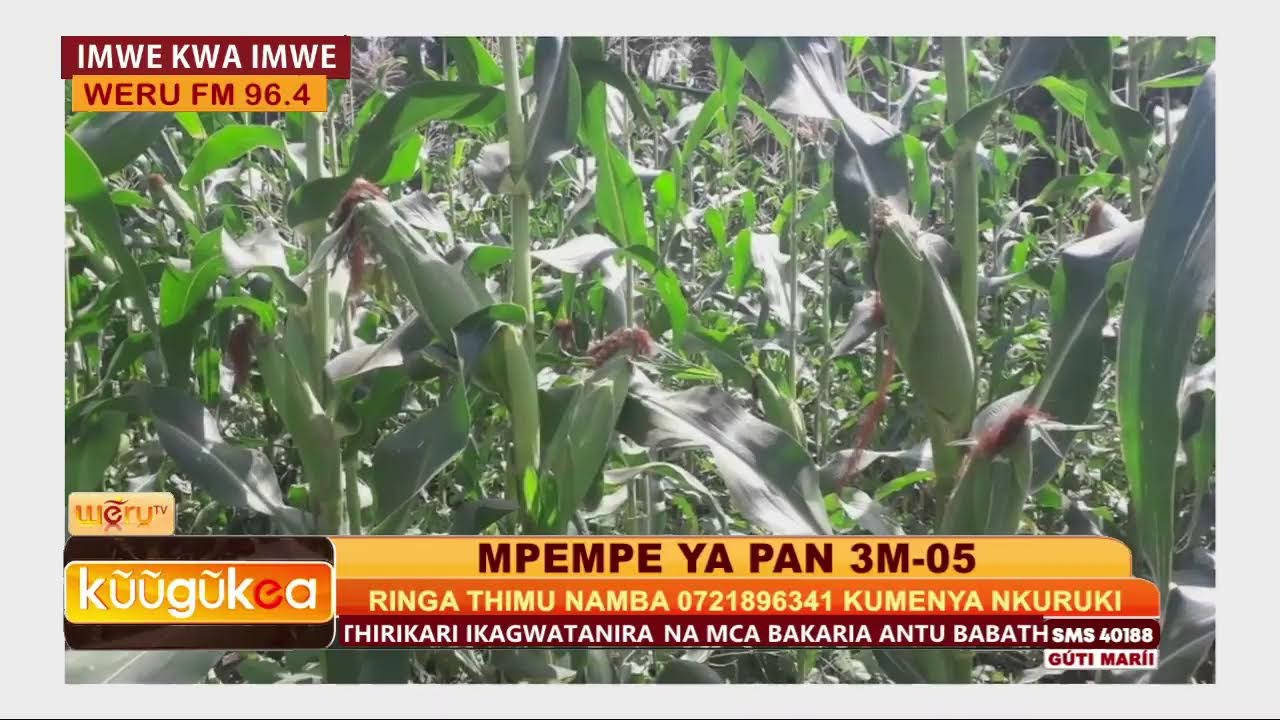 MPEMPE YA PAN 3M-05