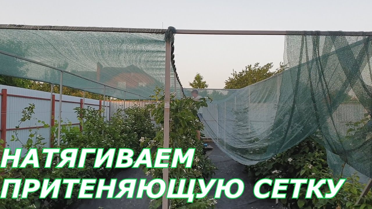 Натягиваем притеняющую сетку для ежевики