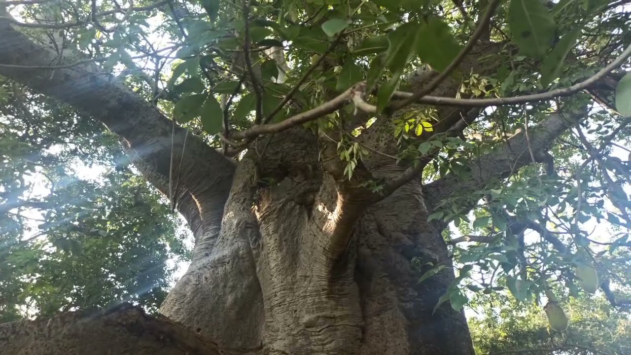 Savanur vlog /dodd hunase mara /ದೊಡ್ಡ ಹುಣಸೆ ಮರ/ಸತ್ಯಬೋಧತೀಥ೯ರ ವ್ರಂದಾವನ/ನಾನು ಕಲೆತ ಶಾಲೆ