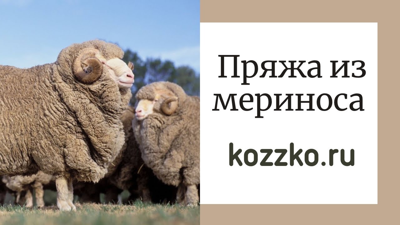 Все о мериносе (виды, крутки, история)