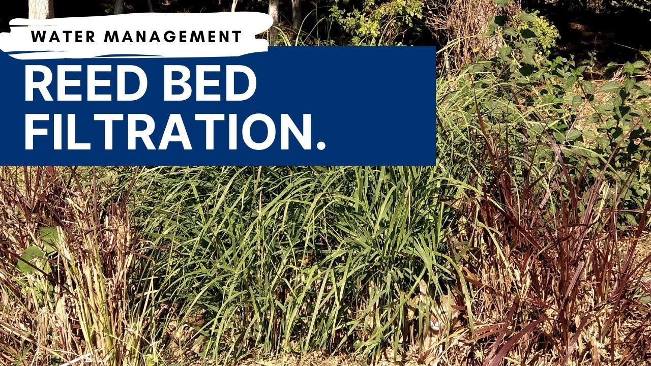 Water Management in Permaculture | Filtering Water with Reed Beds