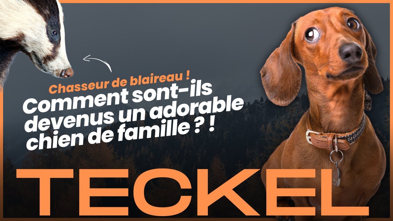 Teckel (Weiner Dogs): Charmant, loyal, intelligent et noble. L'histoire de la métamorphose...