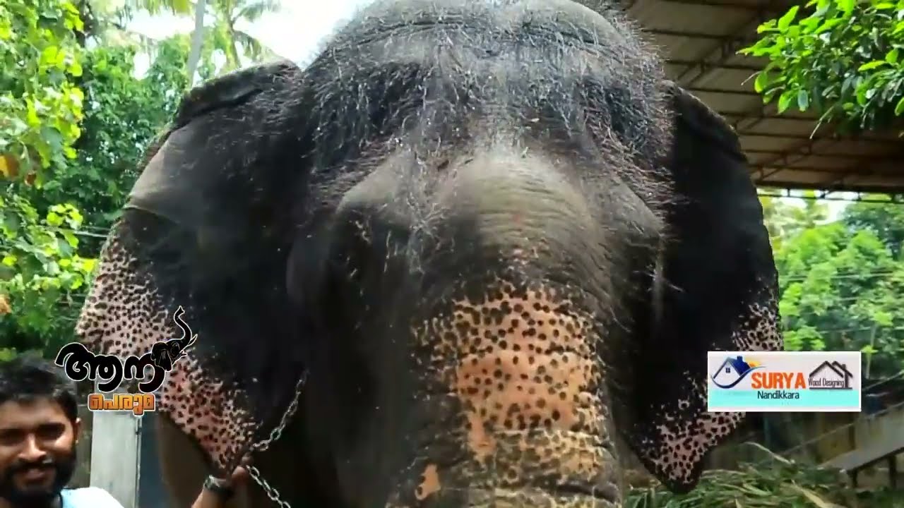 Thiruvambadi lakshmi (aana peruma episode - 09 )