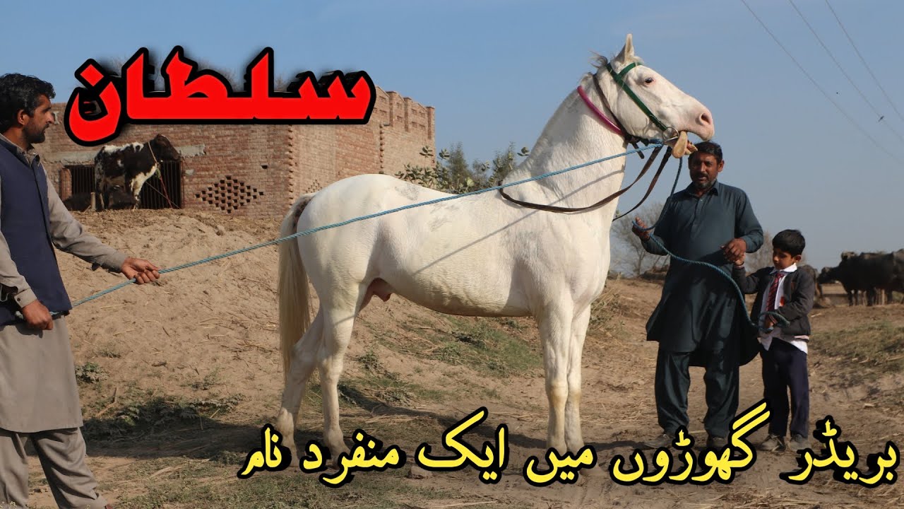 Sultan nukara breeder horse||Breeder horse||Nukra breeder horse||نکرہ بریڈر گھوڑا||Breeders Horse