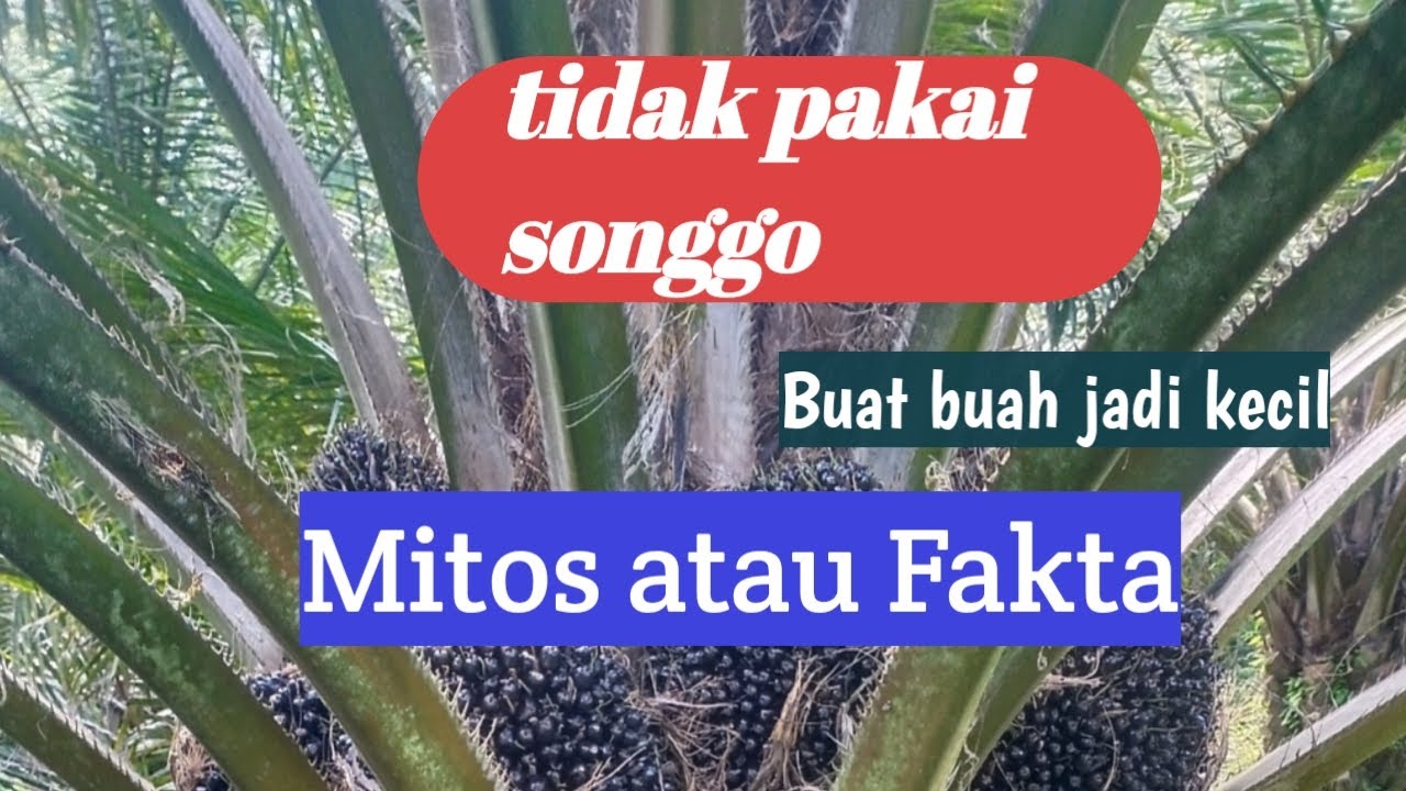Songgo kelapa sawit buat buah besar