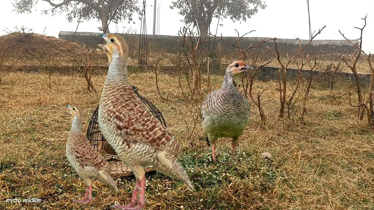 Teetar ka best ladai Aajwz wilde female teetarvoice greyfrancolin sounds good teetar partridgeshikar
