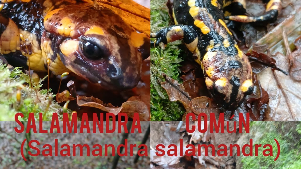 Salamandra común (Salamandra salamandra)