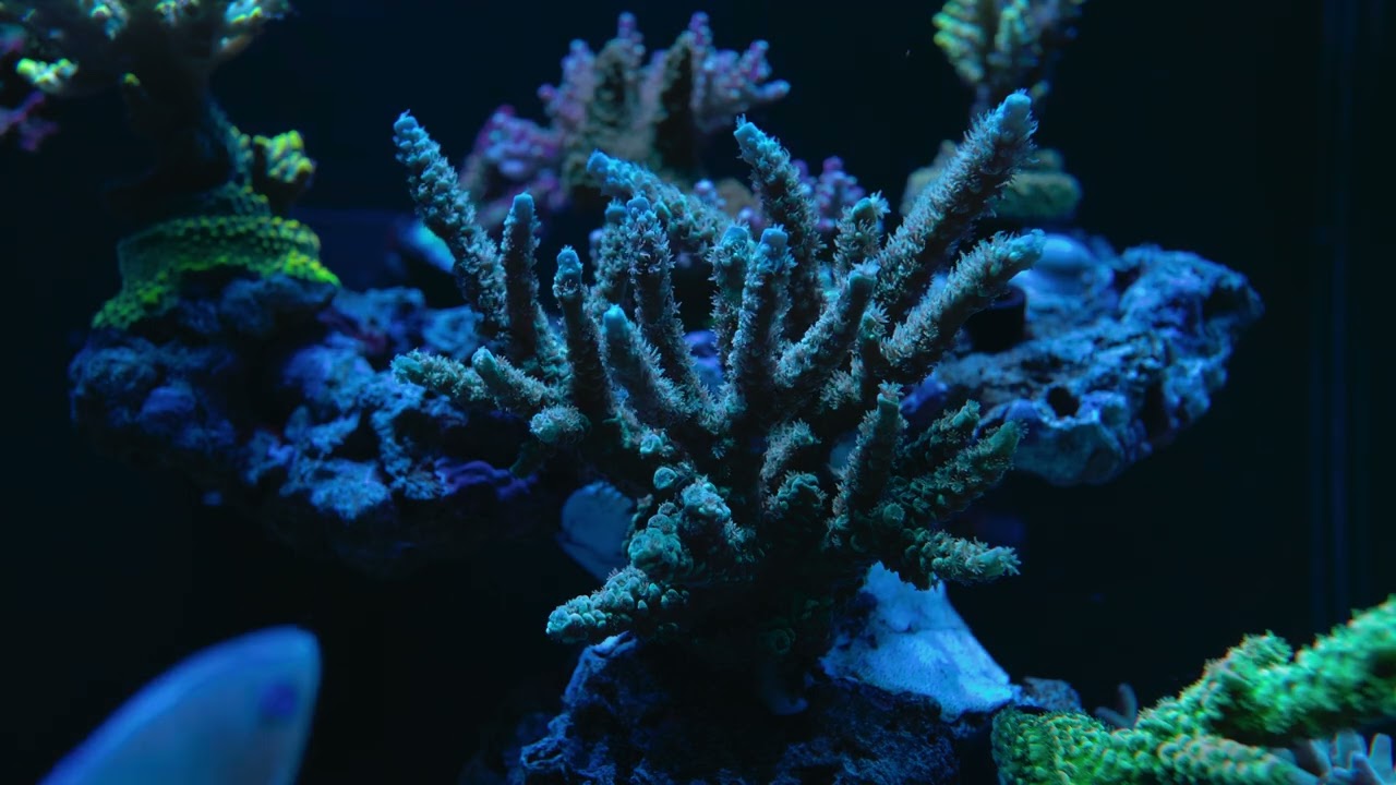 Acropora Tenuis Orange passion 20260628