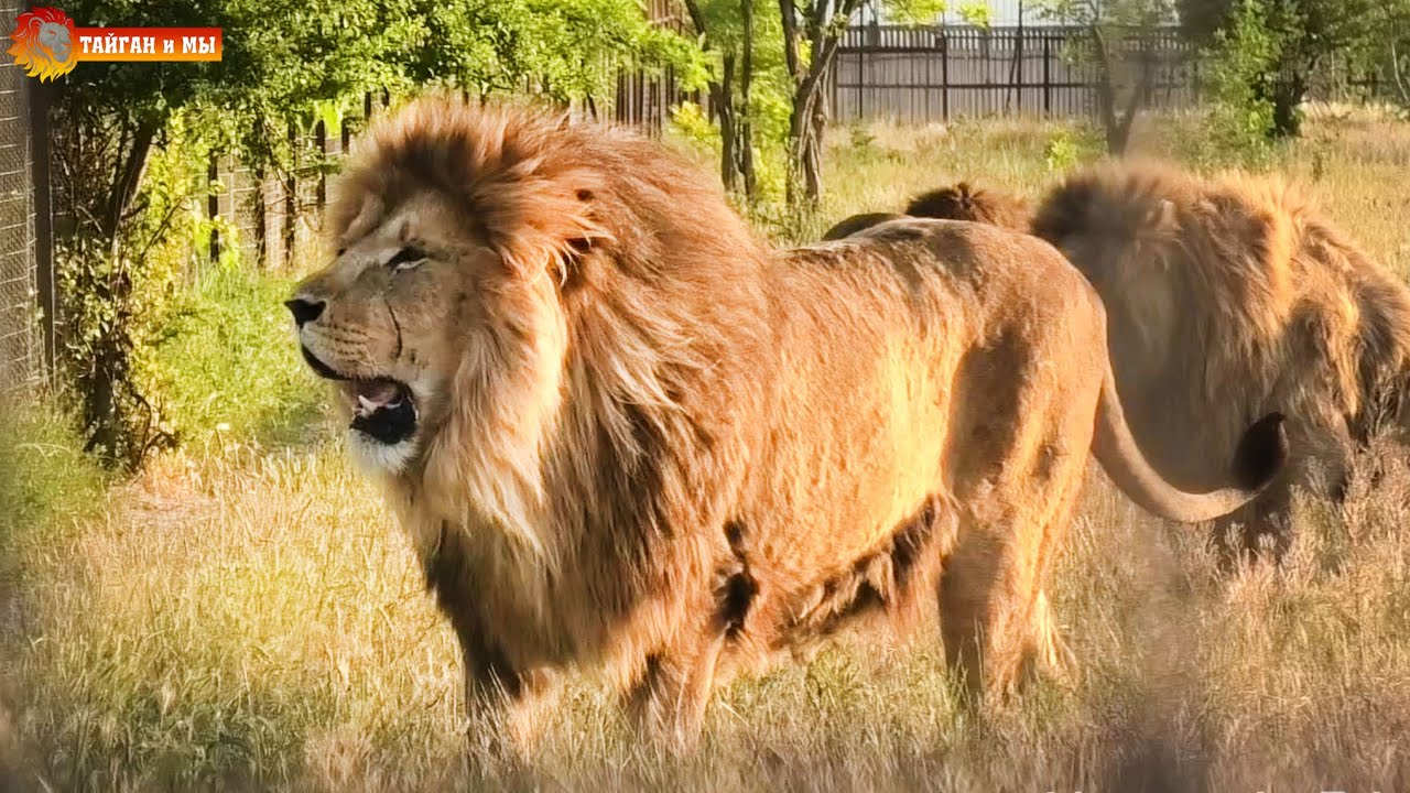 Олежка устроил дедовщину львам - новобранцам. Тайган. Leo Olezhka offends young lions. Taigan.