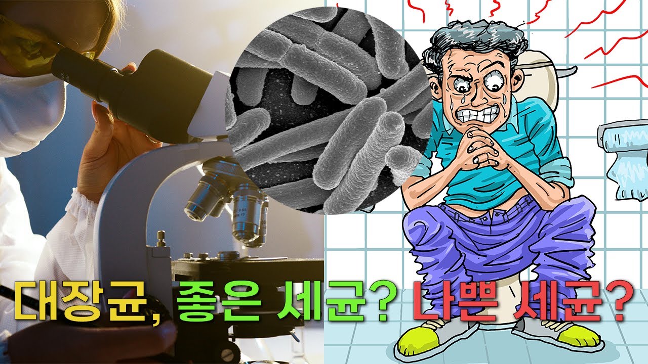 대장균, 좋은 세균일까? 나쁜 세균일까? | 대장균(Escherichia Coli)
