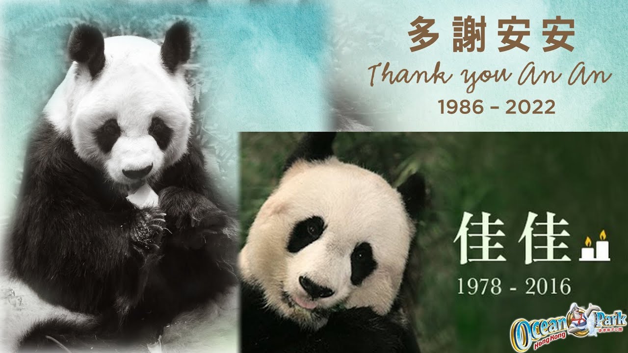 熊貓 安安 佳佳 Panda / 香港 海洋公園 Hong Kong Ocean Park