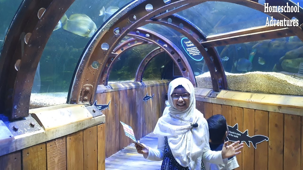 The Ocean, Homeschool, Home Education