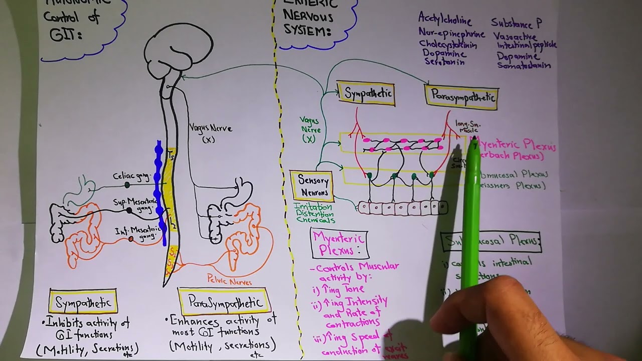 Autonomic control of GIT. Chapter 63 part 3. Guyton and Hall Physiology.