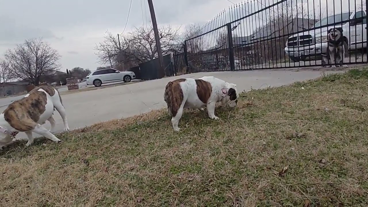 My female sister dogs just looking for snacks