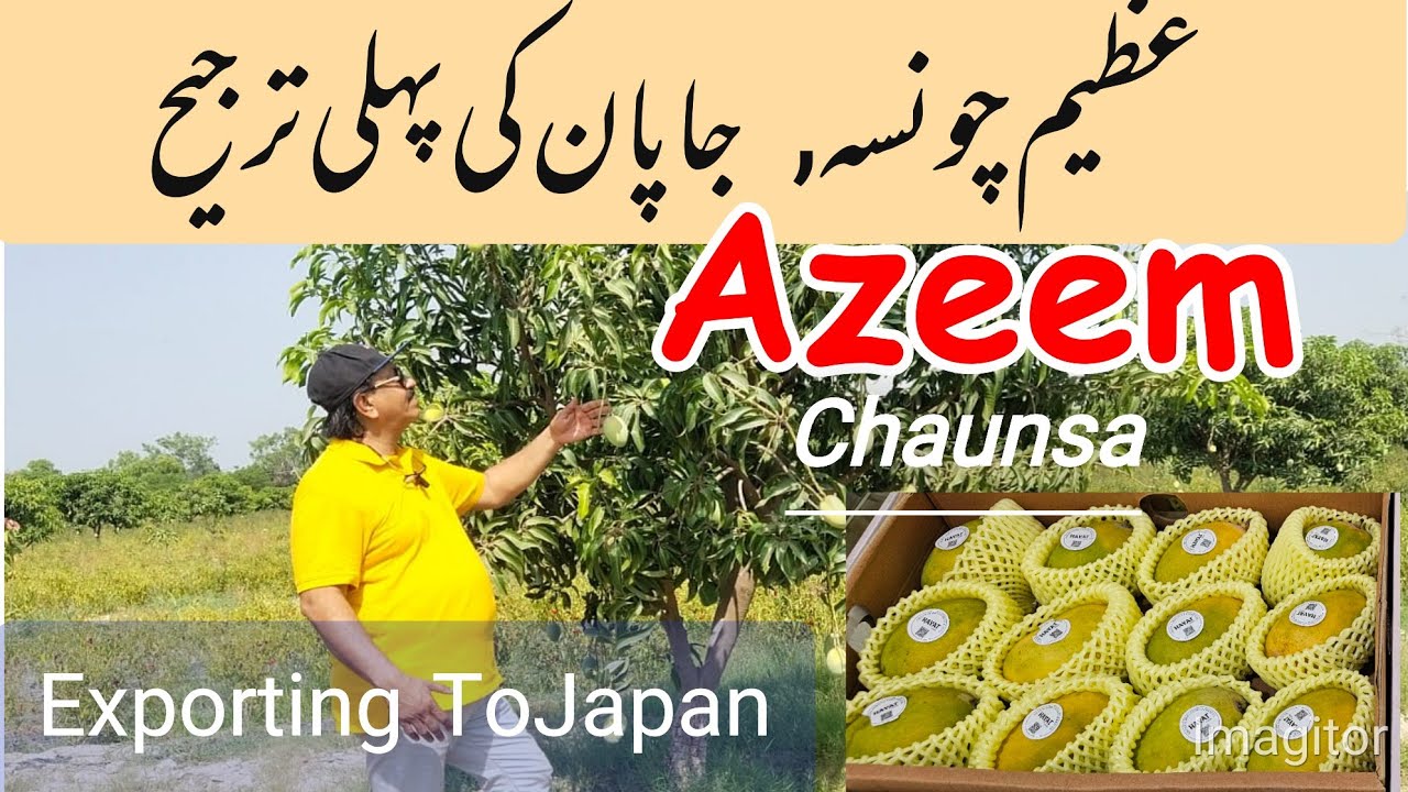 Why Japan Loves Azeem Chaunsa | Best Taste of September Mango | Asif Hayat Tipu 