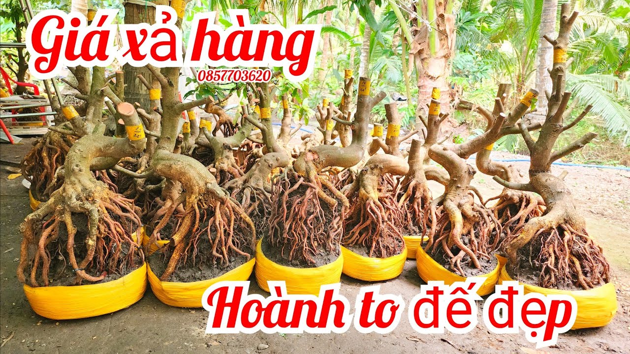 25/1 chị Vân 0857703620 phôi mai giảo bonsai đế đẹp hoành to giá xả hàng|MaivàngThanhTâm